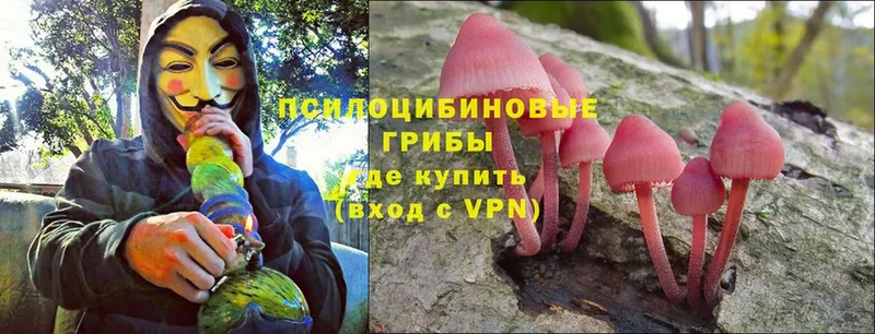 Галлюциногенные грибы Psilocybine cubensis  Мегион 